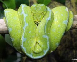 Sorong Green Tree Python