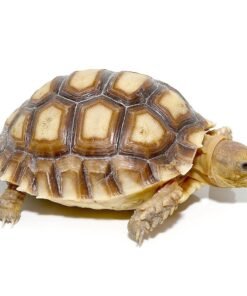 Yearling Sulcata Tortoise