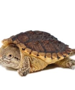 Hypo Snapping Turtle
