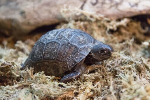 Baby Aldabra Tortoise