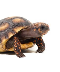 Baby Suriname Redfoot Tortoise