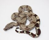 Baby Suriname Red Tail Boa