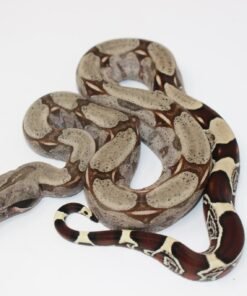 Baby Suriname Red Tail Boa