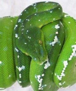 Aru Green Tree Python #2