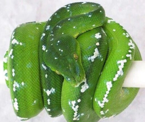 Aru Green Tree Python #2