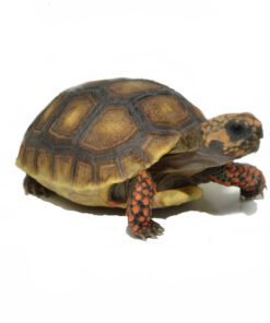 Juvenile Redfoot Tortoise