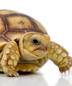 Baby Sulcata Tortoise