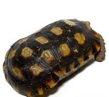 Spekes Hingeback Tortoise