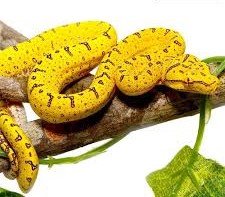 Baby Cyclops Mountain Green Tree Python
