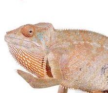 6-8 Inch Nosy Be Panther Chameleon