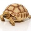 Baby Hypo Sulcata Tortoise