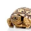 Baby Giant South African Leopard Tortoise