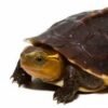 Baby Ceram Asian Box Turtle
