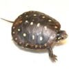 Baby Spotted Turtle