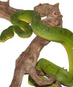 Anaconda Phase Emerald Tree Boa