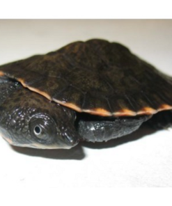 Baby Saw Shelled Turtle