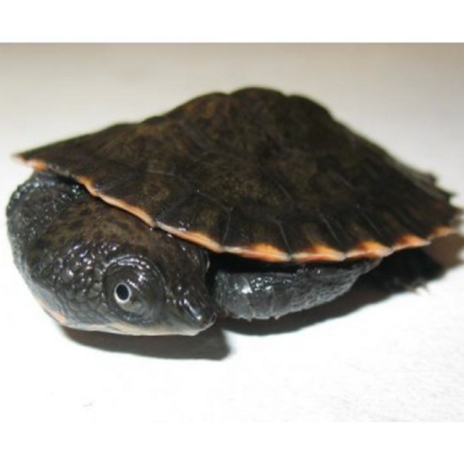 Baby Saw Shelled Turtle