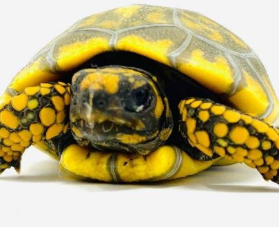 Baby Sri Lankan Star Tortoise for Sale - Affordable Prices