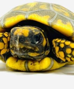 Baby Yellowfoot Tortoise