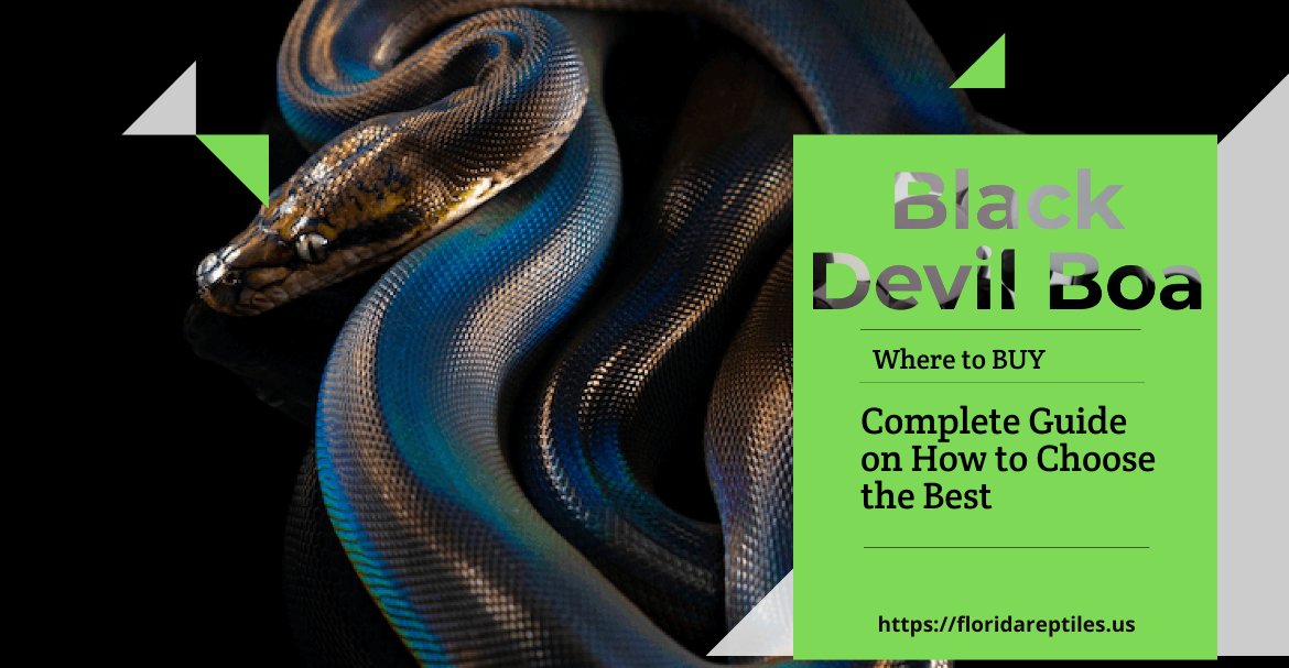 Black Devil Boa for Sale: Read Full Guide by Florida Reptiles