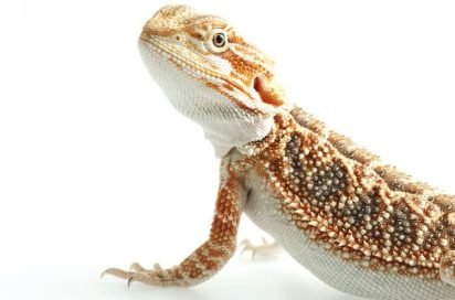 how much is a bearded dragon