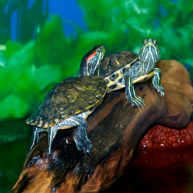 Pearl River Map Turtle for Sale