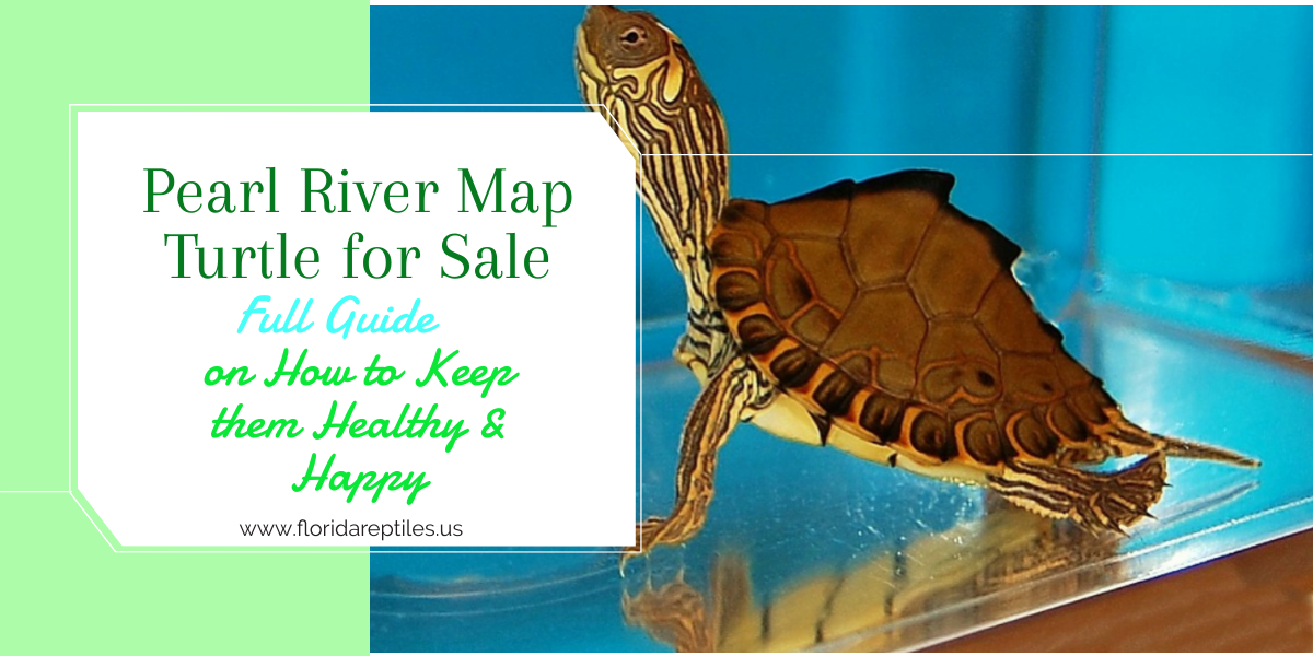The Pearl River Map Turtle for Sale: 5 Best Advices for New Buyers