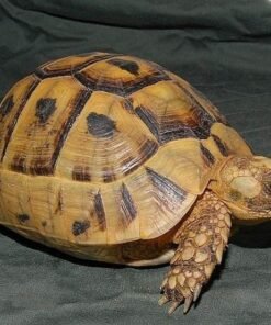 Adult Greek Tortoise