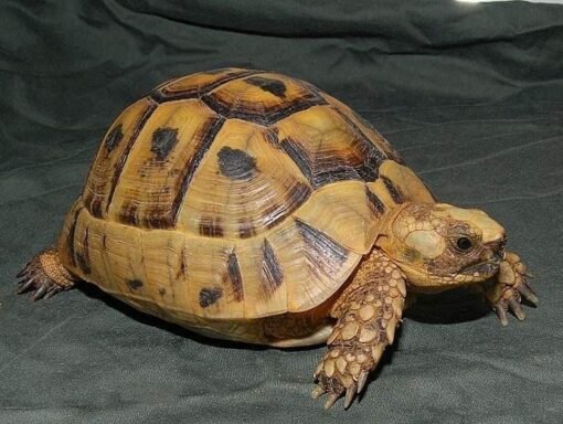 Adult Greek Tortoise