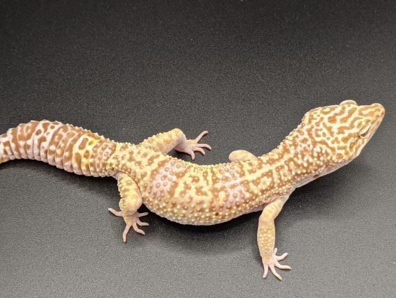 Albino Leopard Geckos
