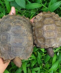 Burmese Brown Mountain Tortoise