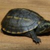 Common Mud Turtle