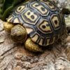 Giant South African Leopard Tortoise