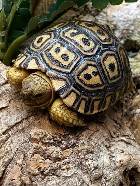 Giant South African Leopard Tortoise