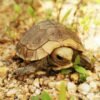 Juvenile Elongated Tortoise