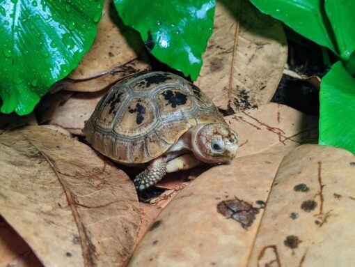 Juvenile Elongated Tortoise