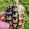 Juvenile Hermann's Tortoise