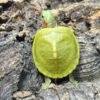 Lemon Lime Albino Slider Turtle