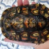 Ornate Wood Turtle