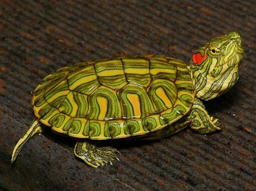 Red Bellied Slider Turtle