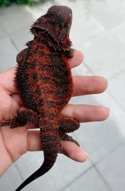 Black Bearded Dragon