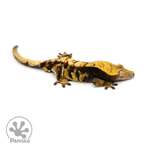 crested gecko