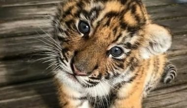 a close up of a tiger - Exotic Cubs For Sale| Tiger cubs for sale| Exotic pets for sale - floridareptileshome.com