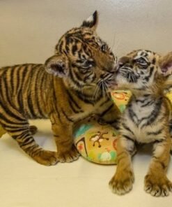 bengal tiger cub