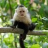 Buy Capuchin Monkey