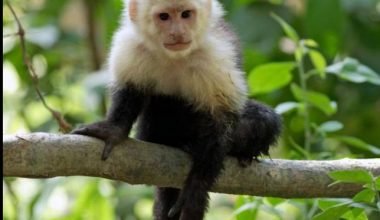 Capuchin Monkey for sale - floridareptileshome.com