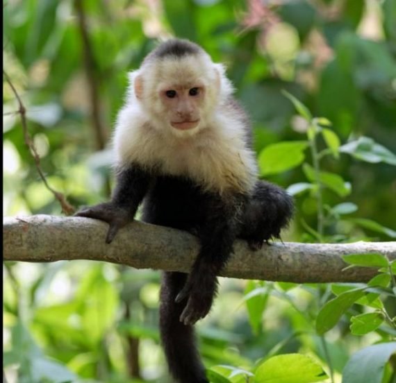 Buy Capuchin Monkey