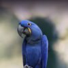 Hyacinth Macaw2