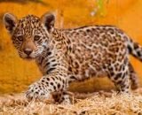 Jaguar Cubs for sale
