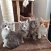 Maine Coon cat for sale 533x400 1